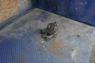 Mack E7 A/c Compressor With Bracket P/n: 209RD531M. Fixed Price $350.00.