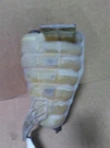 For 2011 International Prostar 122 Radiator Overflow Tank , Il. Fixed Price $179.12.