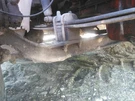 Replaces 2007 Meritor-rockwell MFS-12-143A-N Front Steer Axle Assembly , Ga. Fixed Price $1203.10.