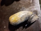 Caterpillar C13 Acert Air Intake Elbow 229-9944. Fixed Price $50.00.