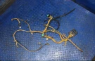 2005 Caterpillar C11 Engine Wiring Harness P/n: 246-4346. Fixed Price $450.00.